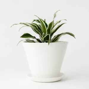 Minimal Ceramic Planter | Ivory  Medium