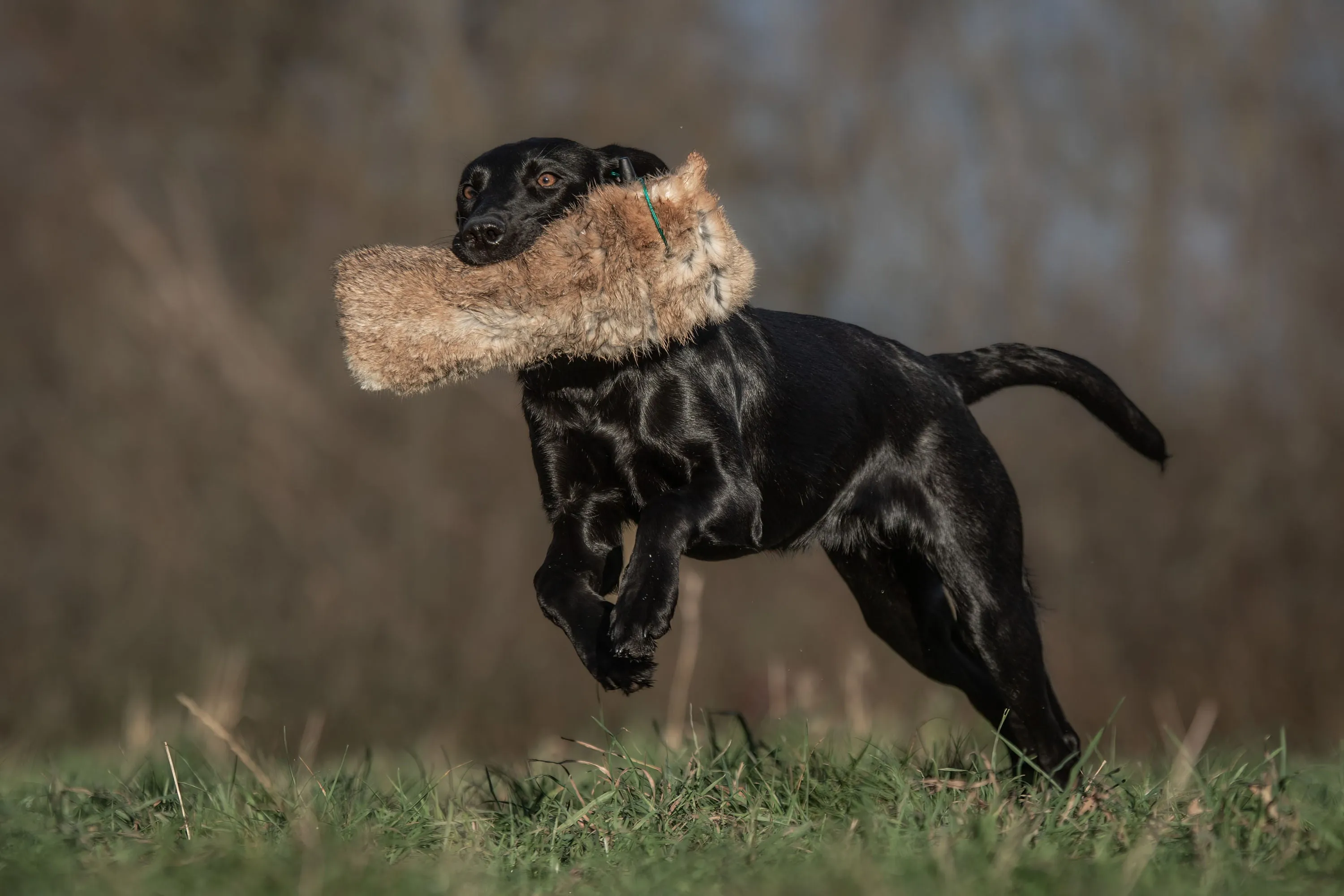 SPORTING SAINT 1/4 lb Rabbit Dummy With Throwing Toggle