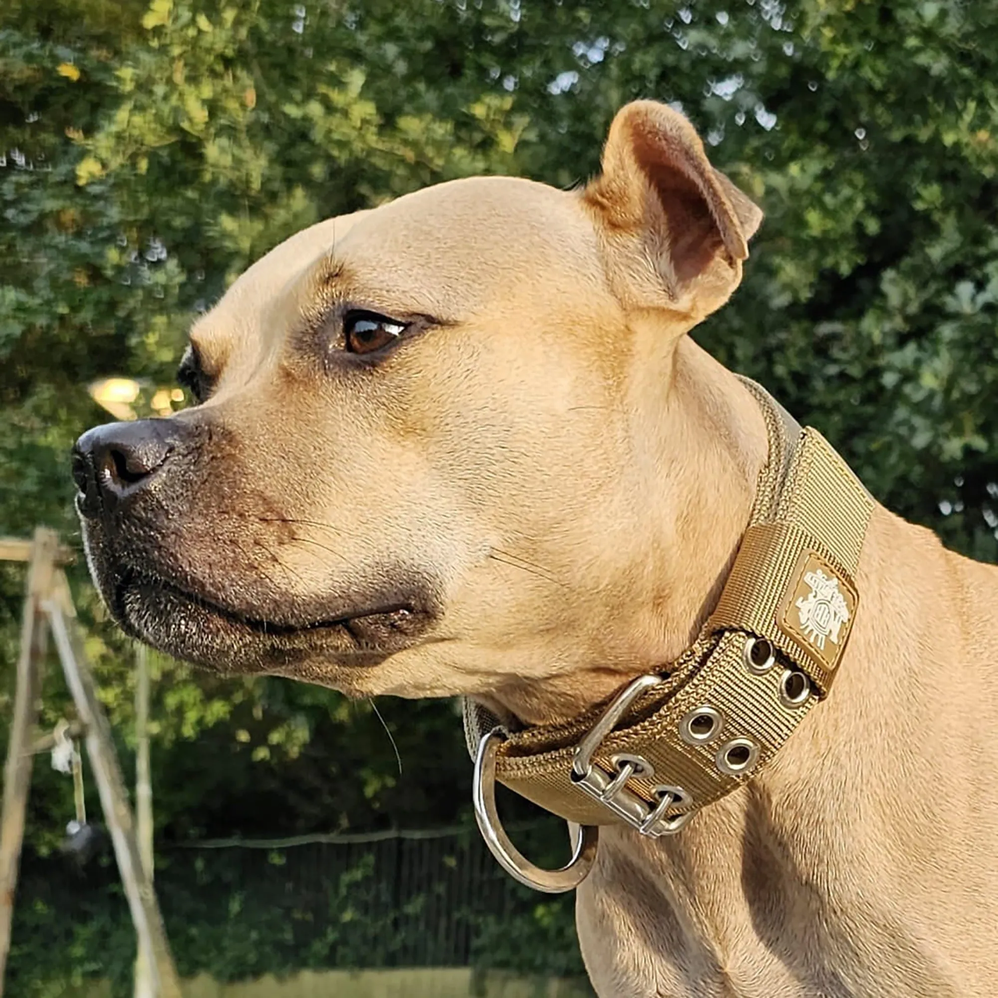 SUPATUFF® Strong Dog Collar - Desert Wolf (Regular Fit)