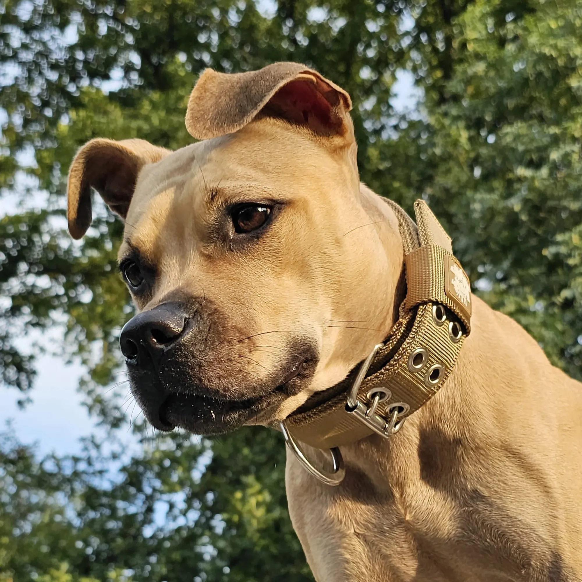 SUPATUFF® Strong Dog Collar - Desert Wolf (Regular Fit)