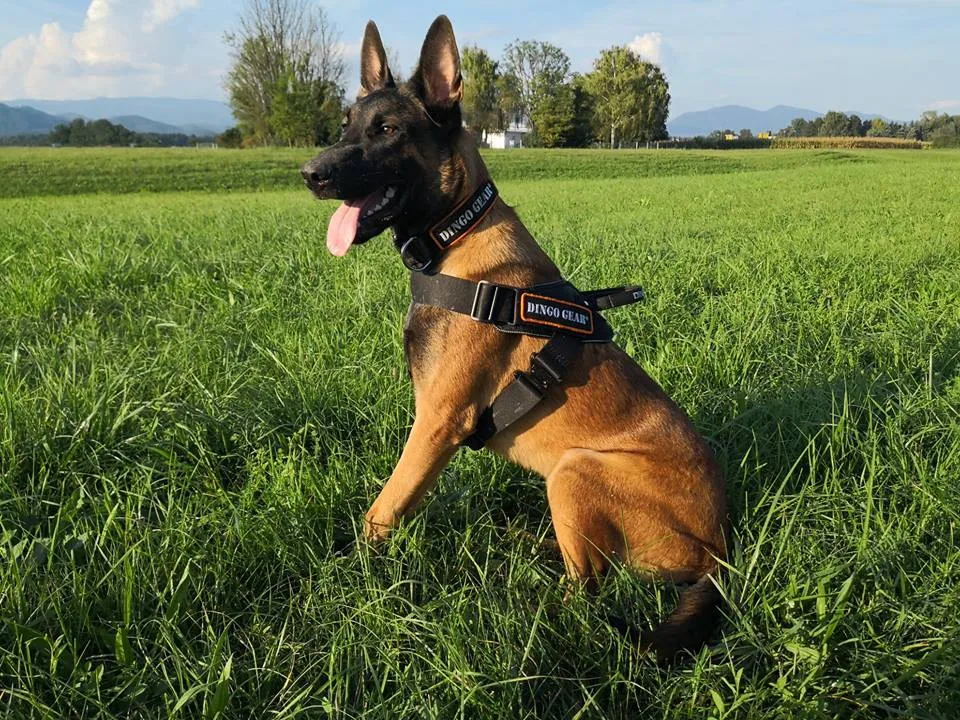 System COBRA Harness